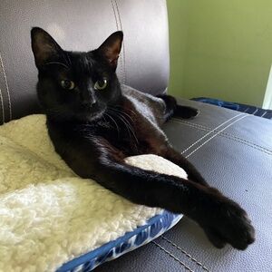 Meet your Posher, Adelle